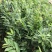 大红袍板栗苗3年苗80～1cm包邮