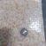 虾仁500一600粒每吨56000元