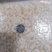 虾仁500一600粒每吨56000元