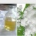 龙脑樟油(农业农村局督导种植，五年耕耘方有龙脑香叶加工)