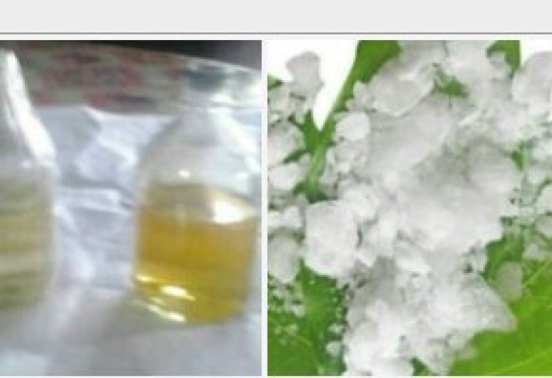 龙脑樟油(农业农村局督导种植，五年耕耘方有龙脑香叶加工)