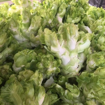 精品儿菜