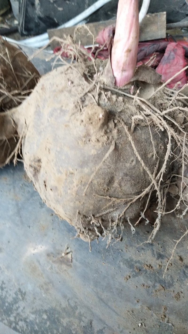 有需要种植魔芋的速度联系我