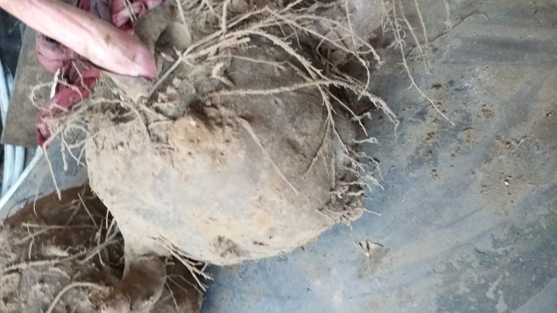 有需要种植魔芋的速度联系我