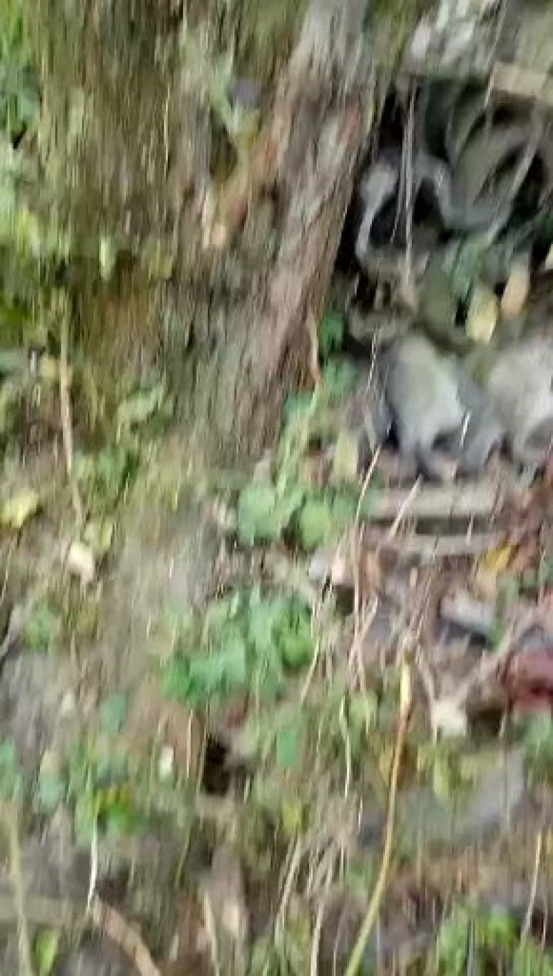 山木香，红刺藤，倒挂刺，倒勾刺，老桩月季