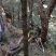 山木香，红刺藤，倒挂刺，倒勾刺，老桩月季