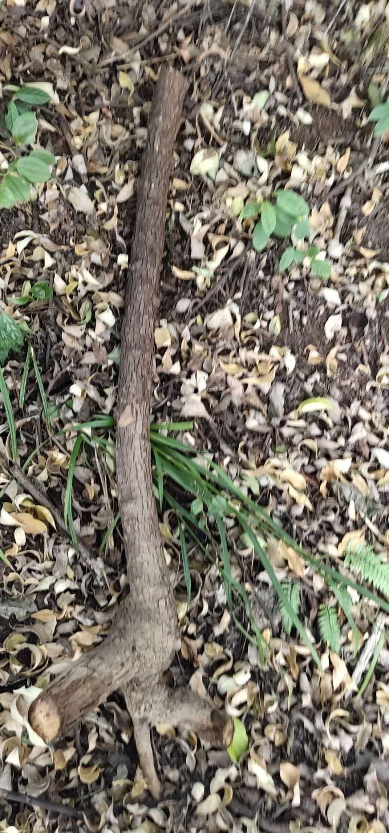 山木香，红刺藤，倒挂刺，倒勾刺，老桩月季