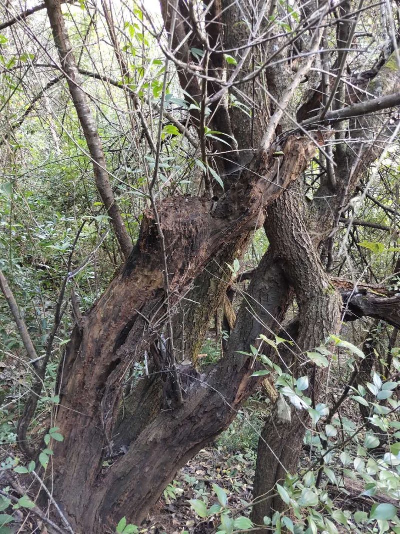 山木香，红刺藤，倒挂刺，倒勾刺，老桩月季