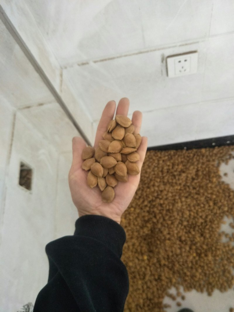 开口杏核，五香味，奶香味，原味，椒盐味。