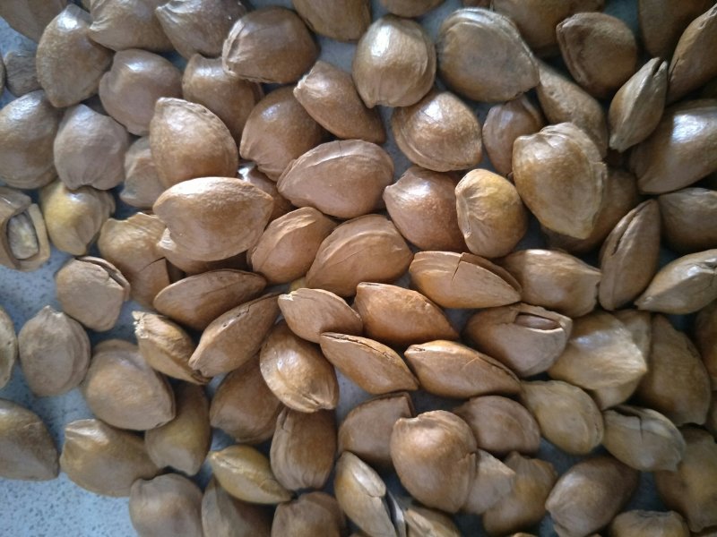 开口杏核，五香味，奶香味，原味，椒盐味。