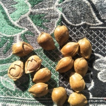 开口杏核特金豆，五香味，奶香味，原味，椒盐味，
