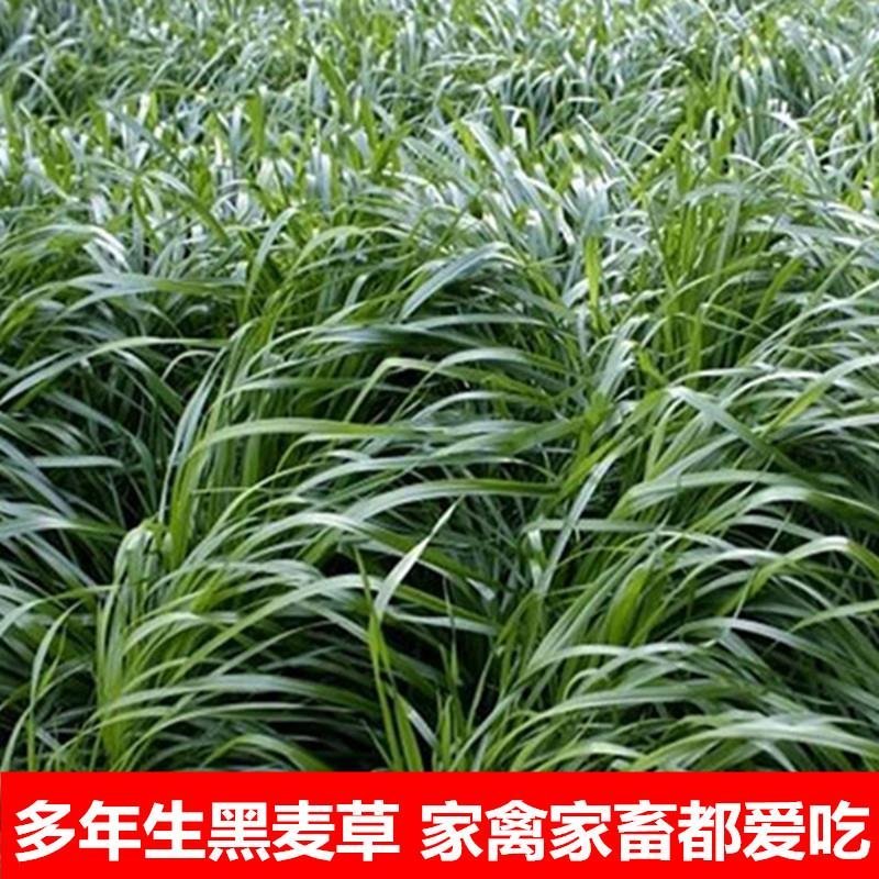 黑麦草种子包邮多年生四季牧草耐寒高产再生耐收割养殖牛羊鱼