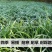 黑麦草种子包邮多年生四季牧草耐寒高产再生耐收割养殖牛羊鱼