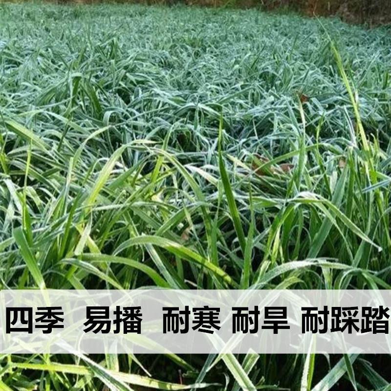黑麦草种子包邮多年生四季牧草耐寒高产再生耐收割养殖牛羊鱼