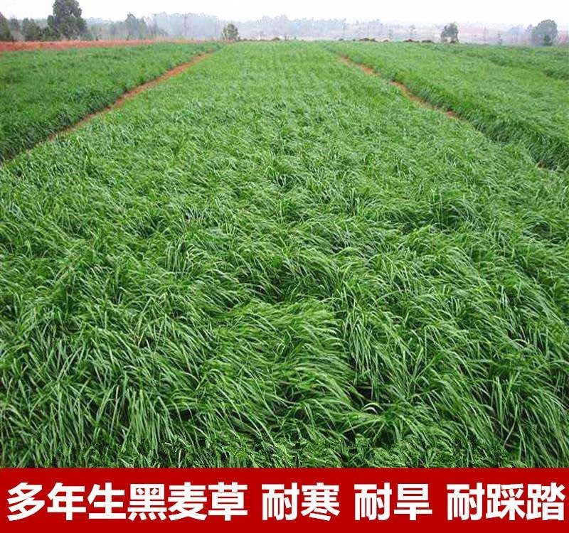 黑麦草种子包邮多年生四季牧草耐寒高产再生耐收割养殖牛羊鱼