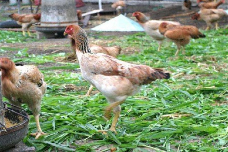 黑麦草种子包邮多年生四季牧草耐寒高产再生耐收割养殖牛羊鱼