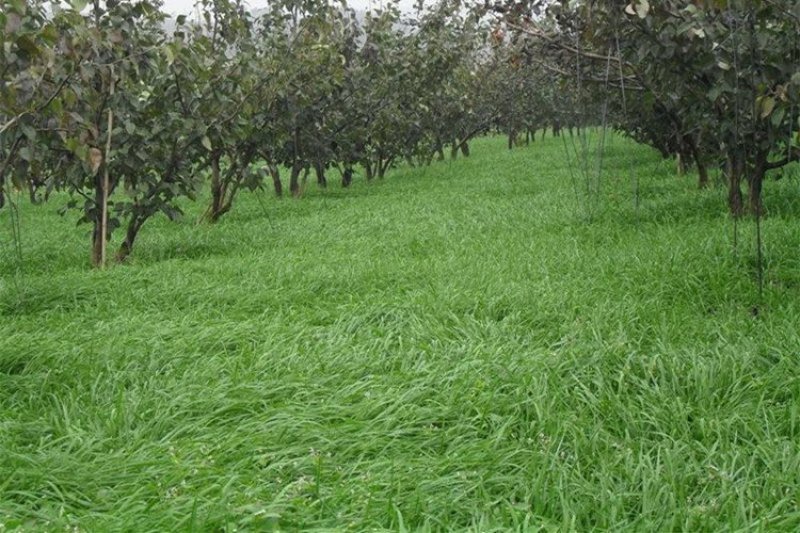 黑麦草种子包邮多年生四季牧草耐寒高产再生耐收割养殖牛羊鱼