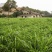 黑麦草种子包邮多年生四季牧草耐寒高产再生耐收割养殖牛羊鱼