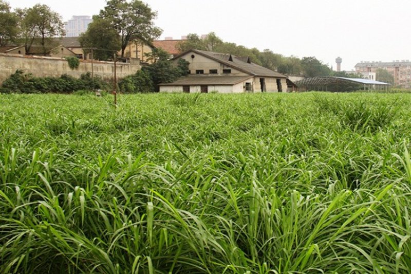 黑麦草种子包邮多年生四季牧草耐寒高产再生耐收割养殖牛羊鱼