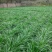 黑麦草种子包邮多年生四季牧草耐寒高产再生耐收割养殖牛羊鱼