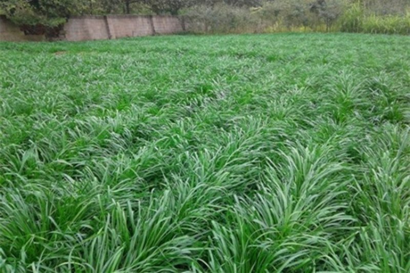 黑麦草种子包邮多年生四季牧草耐寒高产再生耐收割养殖牛羊鱼