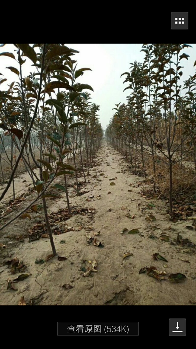 苹果，桃，黑枣，柿子，梨树