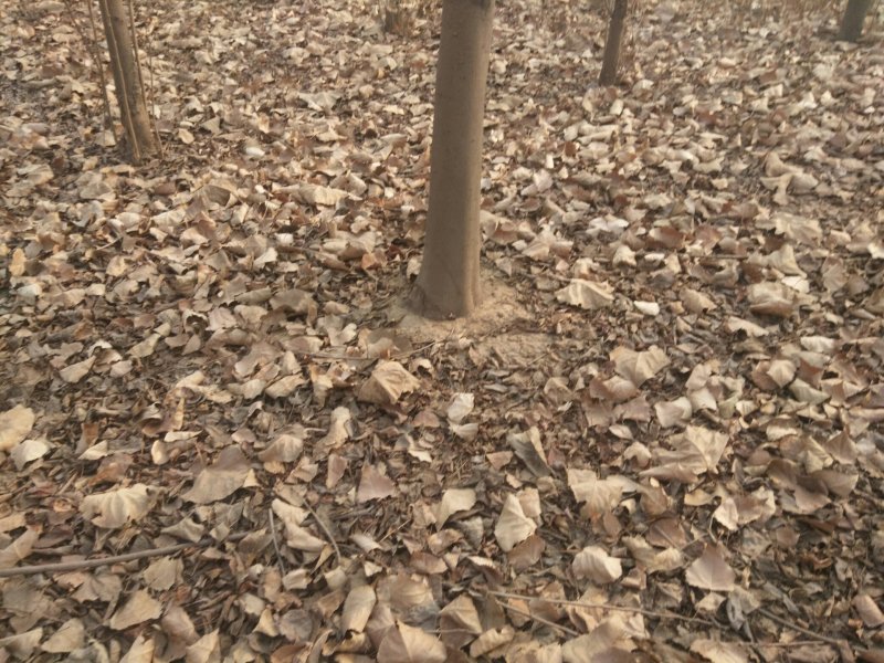 苹果，桃，黑枣，柿子，梨树