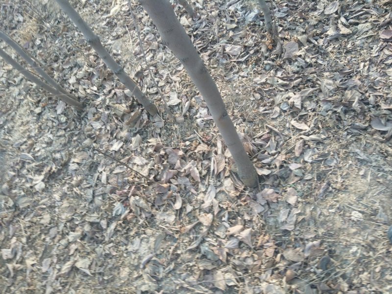 苹果，桃，黑枣，柿子，梨树