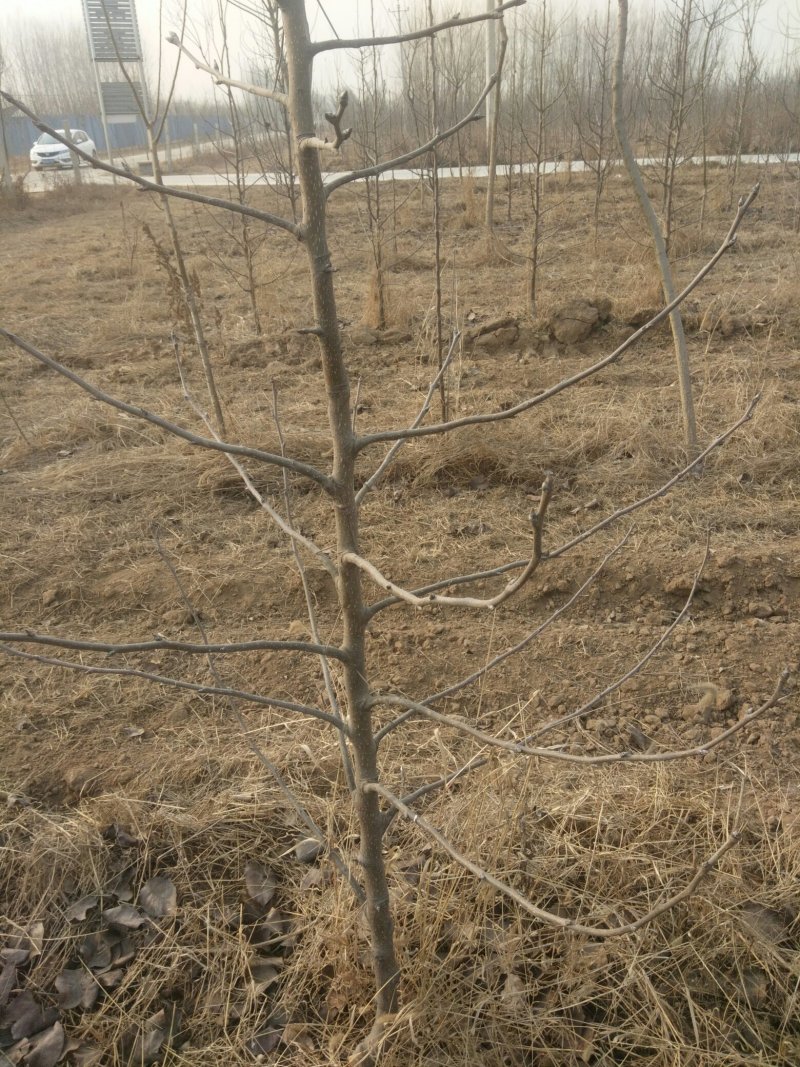 苹果，桃，黑枣，柿子，梨树