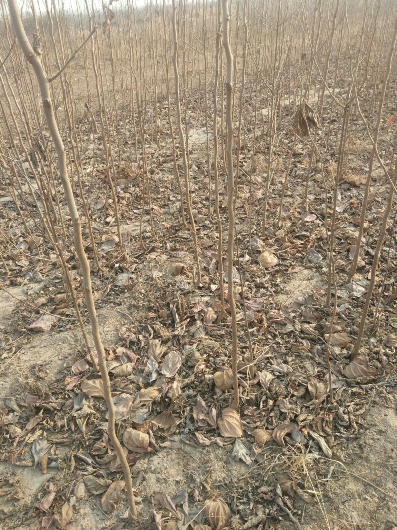 苹果，桃，黑枣，柿子，梨树