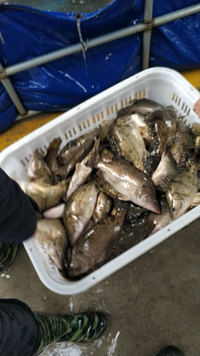 冻鲜鳜鱼