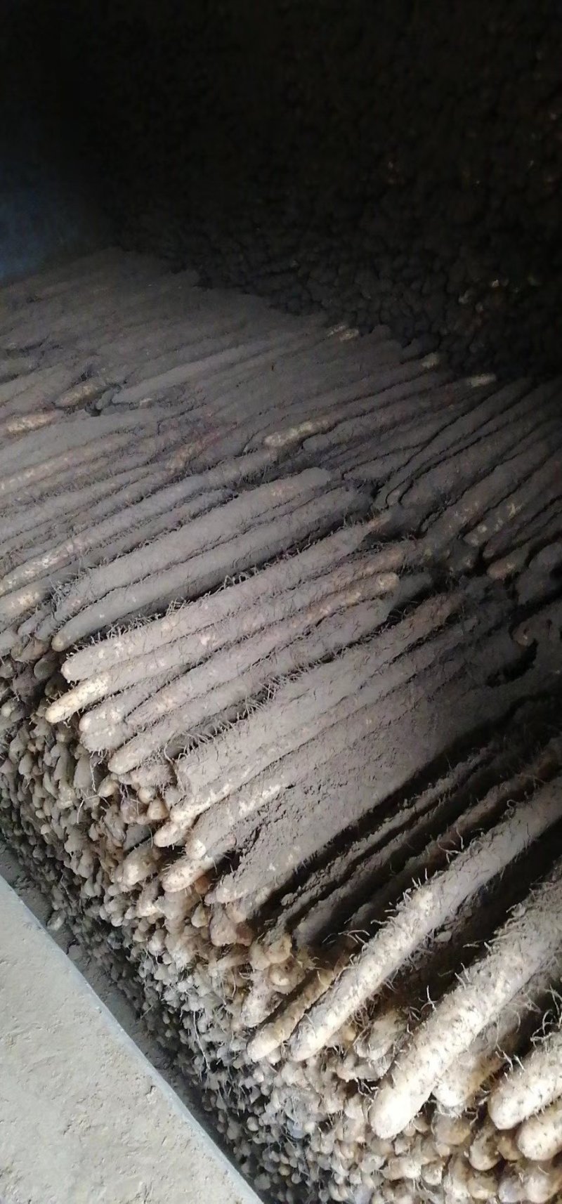 麻山药棒山药河北山药棒药长年有货产地直供