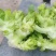 大儿菜