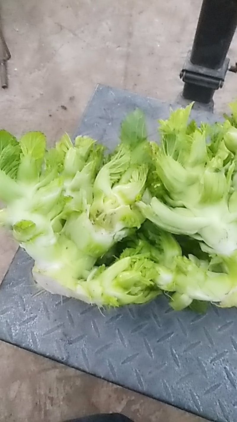 大儿菜