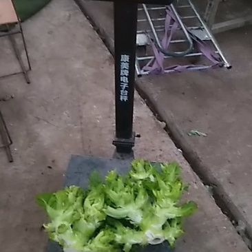 大儿菜