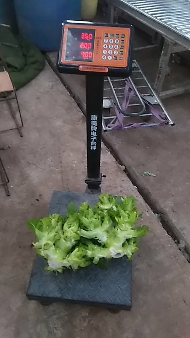 大儿菜