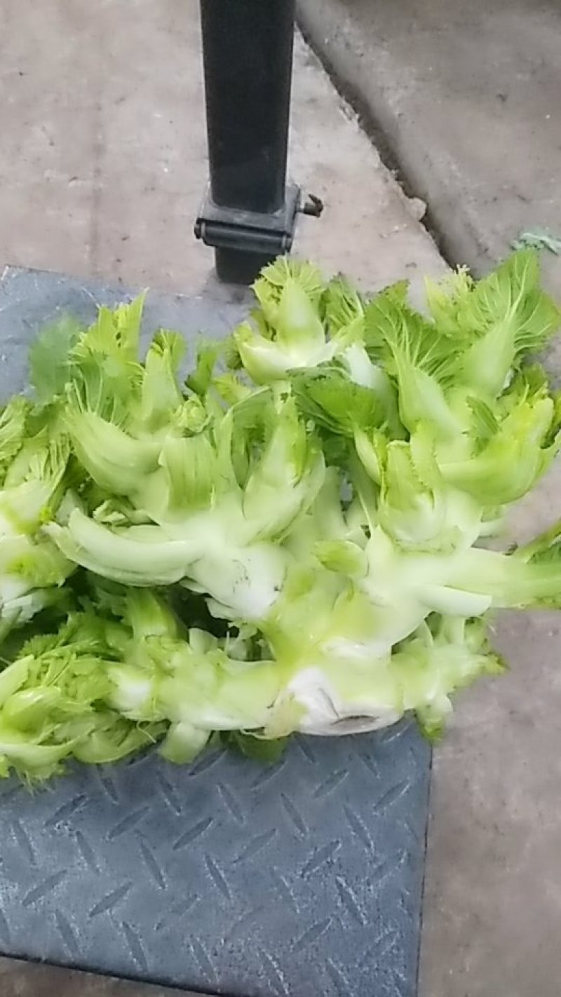 大儿菜