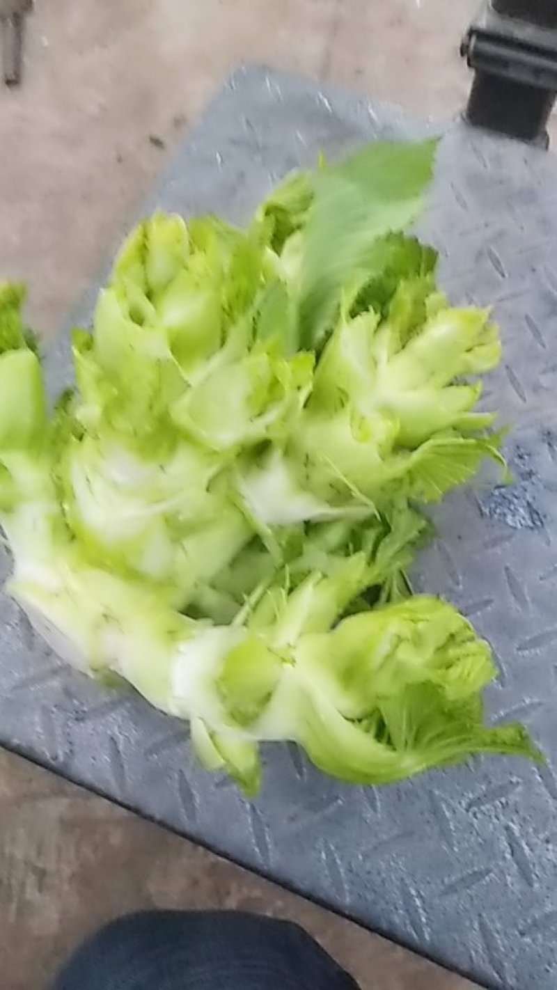 大儿菜
