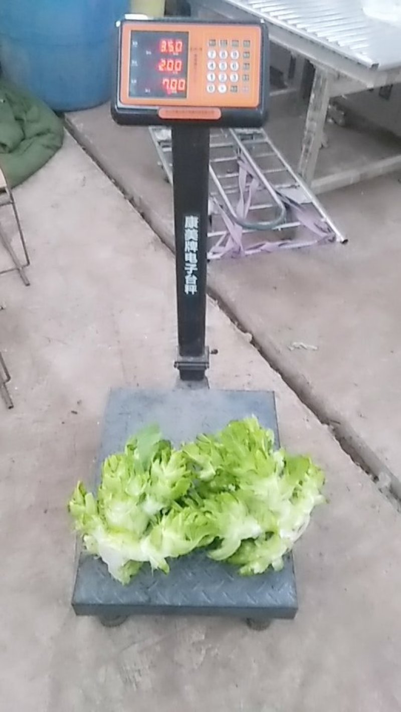大儿菜
