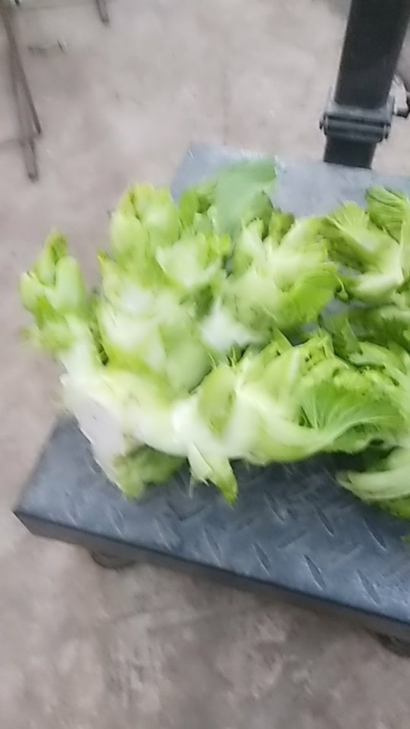大儿菜