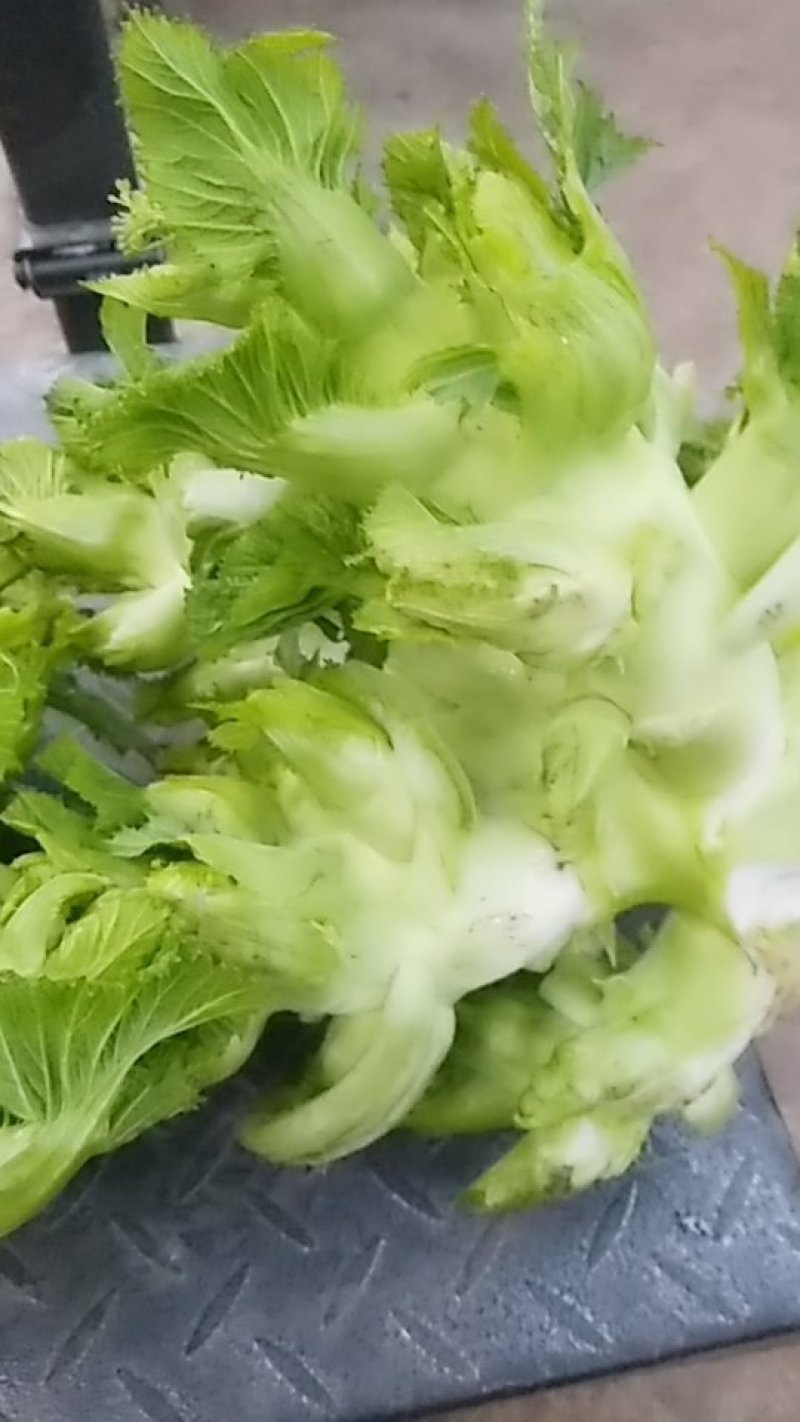 大儿菜