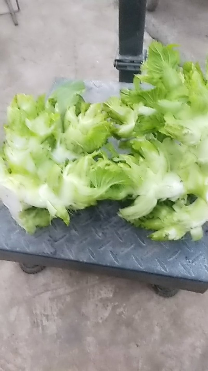 大儿菜