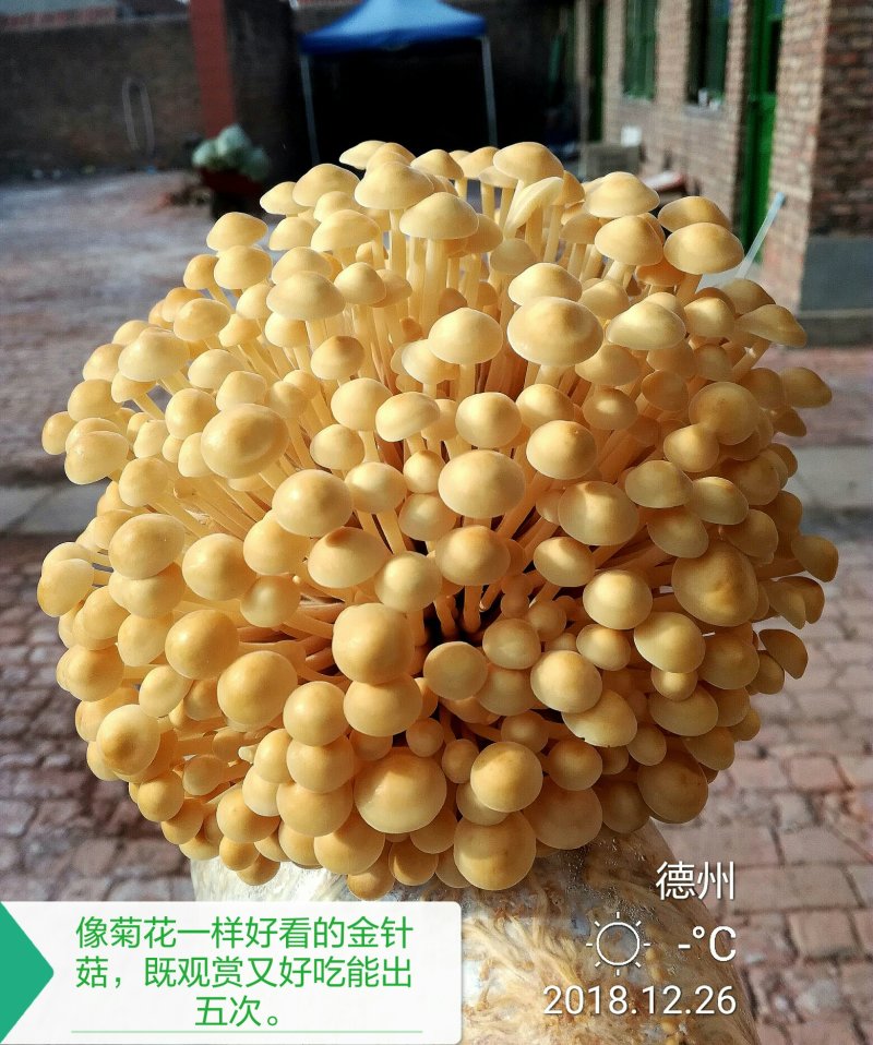 家庭栽培金针菇出菇包，菌种和产品。