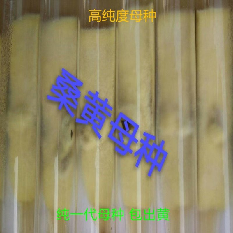桑黄菌种，食用菌菌种母种一级种，产量高教技术