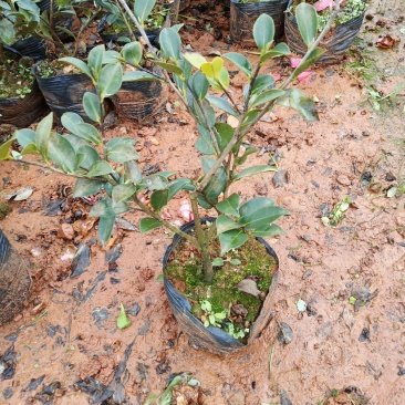 茶梅，茶梅小杯苗，茶梅苗圃直销，绿化苗木