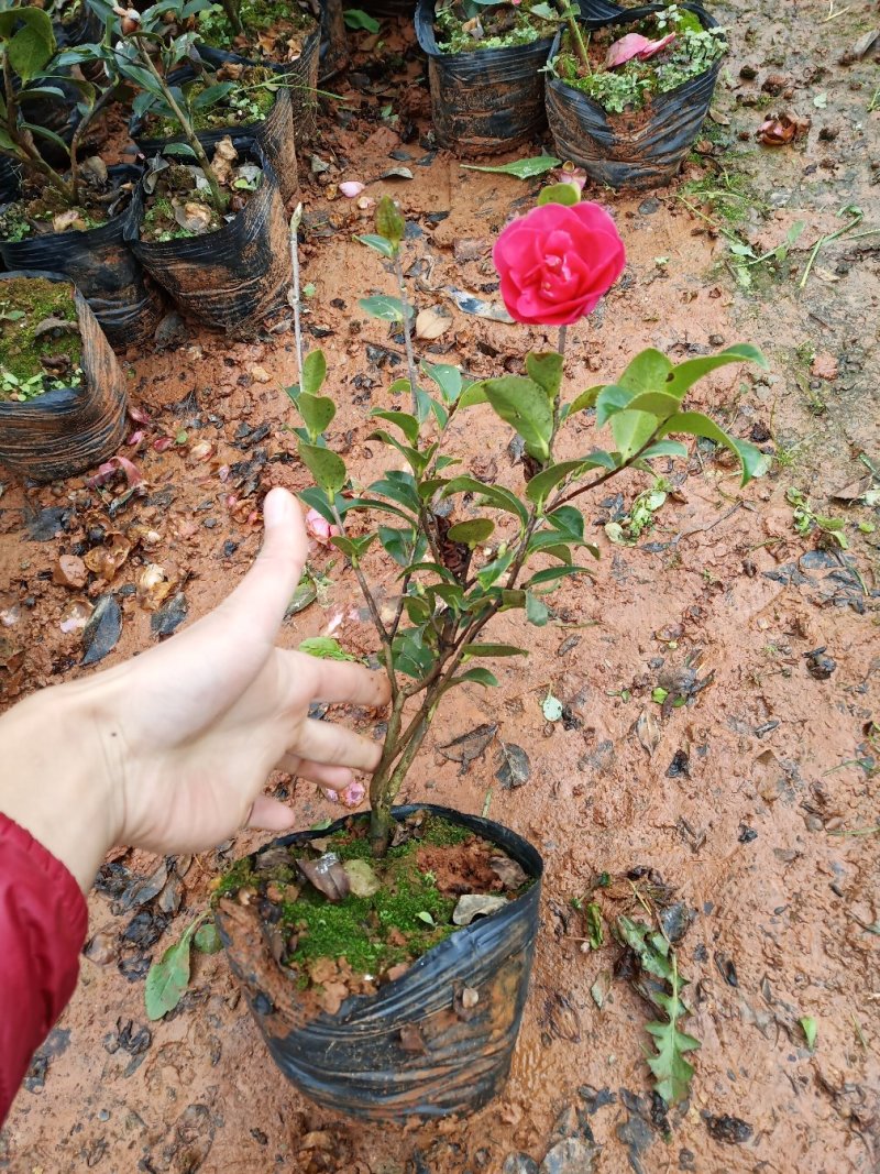 茶梅，茶梅小杯苗，茶梅苗圃直销，绿化苗木