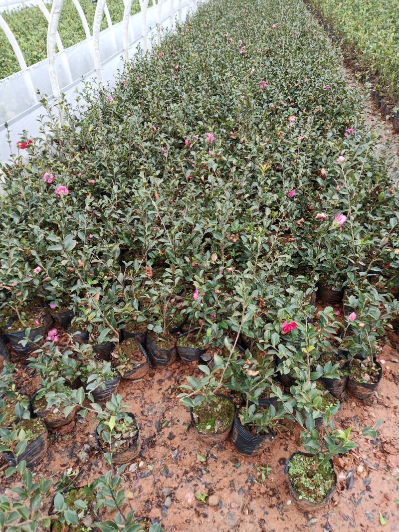 茶梅，茶梅小杯苗，茶梅苗圃直销，绿化苗木