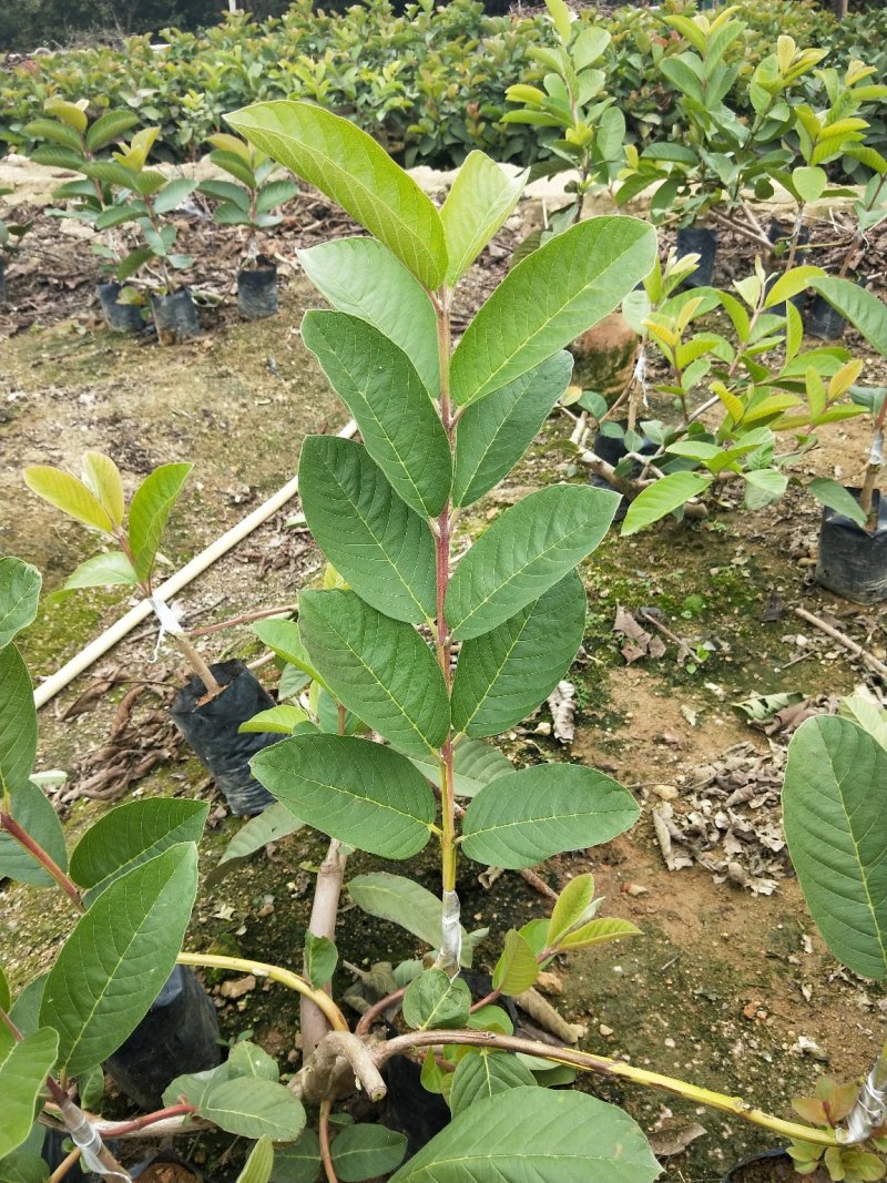 帝王番石榴芭乐苗批发价