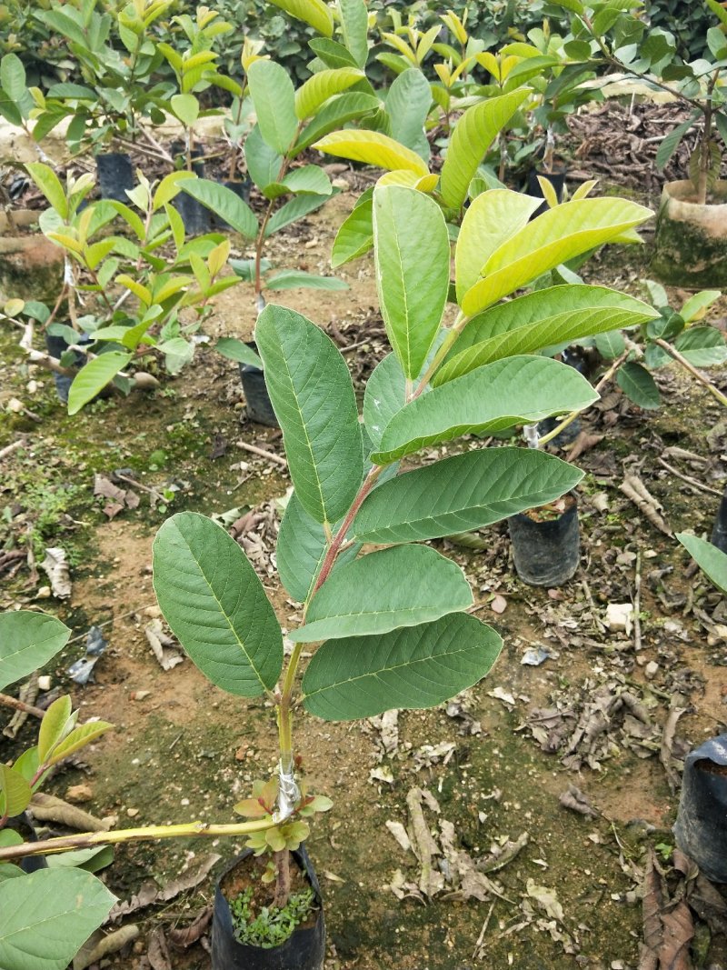 帝王番石榴芭乐苗批发价