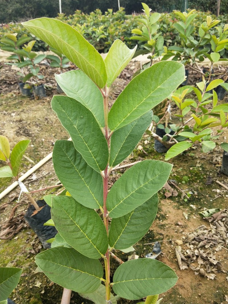 帝王番石榴芭乐苗批发价